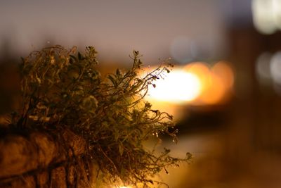 Close-up of plant against orange sunset sky