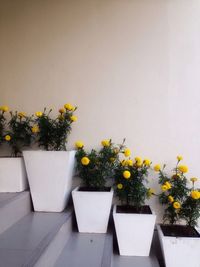 Yellow flowers against wall