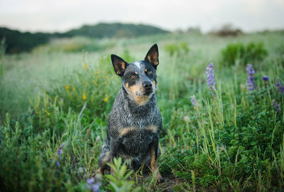 Portrait of dog on field