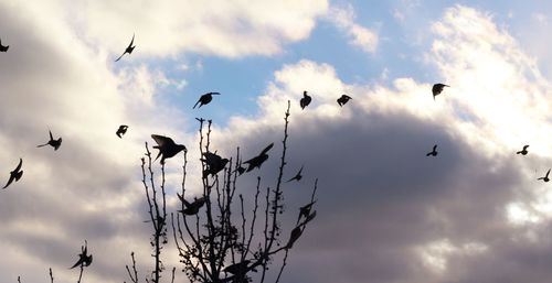Low angle view of silhouette birds flying against sky