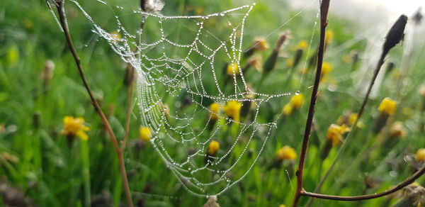 Close-up of spider on web