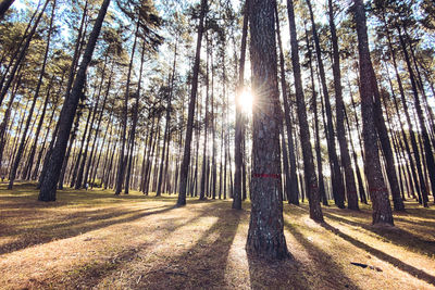 Sunlight streaming through trees in forest