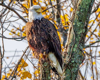 Close-up of eagle perching on tree