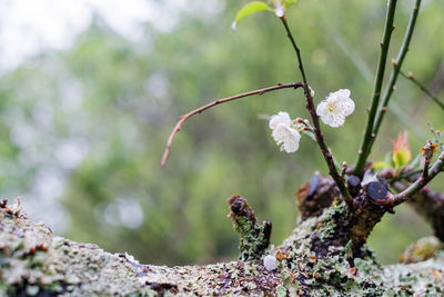 Close-up of cherry blossom