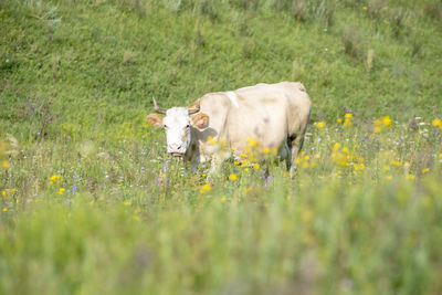 Horse standing in a field