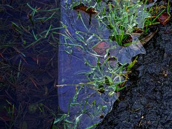 Leaves on grass