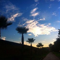 Palm trees at sunset