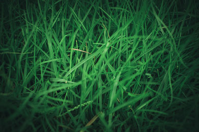 Full frame shot of grass on field