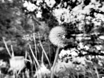 Close-up of dandelion