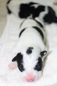 Close-up of dog relaxing on bed