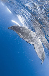 A baby humpback whale in okinawa, japan