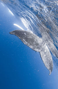 Low section of man swimming in sea