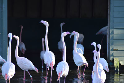 View of birds in lake