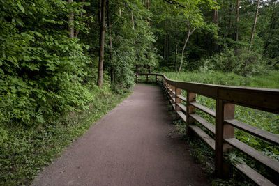 Footpath amidst trees