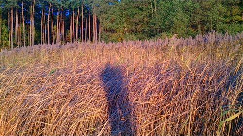 Plants growing on field