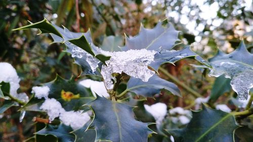 Close-up of frozen tree during winter