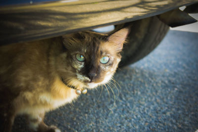 Close-up portrait of cat sitting