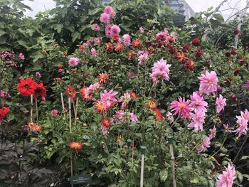 Close-up of pink flowering plants