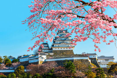 Low angle view of pink flowering tree by building against sky