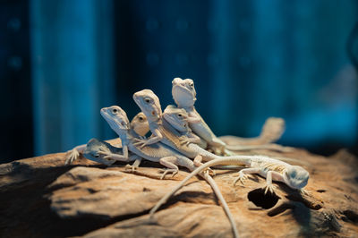 Close-up of lizard on rock