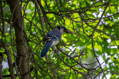 Bird perching on a tree