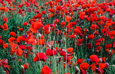Close-up of red poppy flowers on field