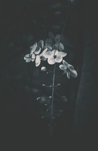 Close-up of flowers blooming outdoors