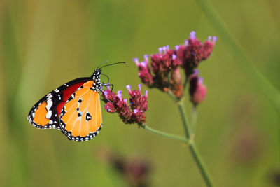 African monarch butterfly sitting on a flower at a summer meadow