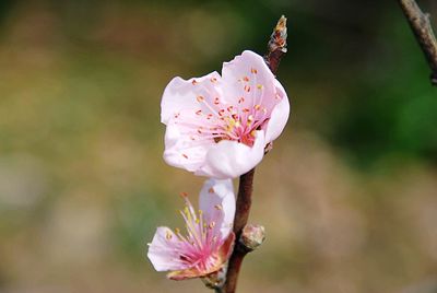 Close-up of pink flower