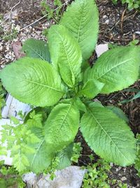 High angle view of green leaves on field