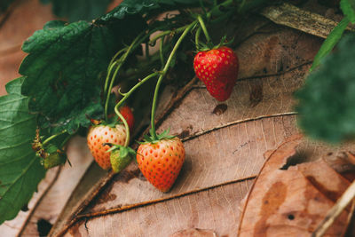 Close-up of fruits on plant