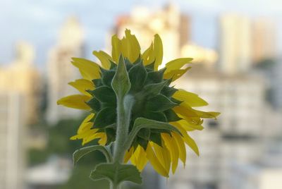 Close up of yellow flower