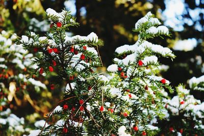 Close-up of snow on tree