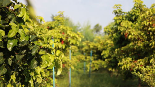 Close-up of fruit growing on tree