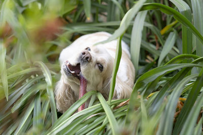 White cocker spaniel hidden in grass and chewing a treat. 