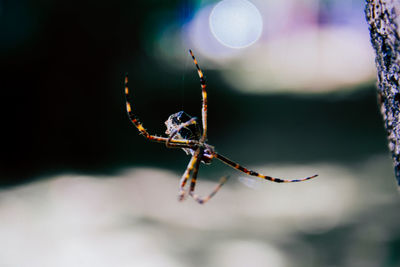 Close-up of spider on web