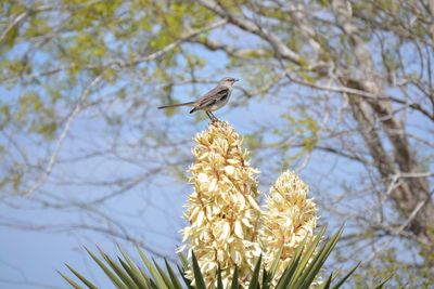 Low angle view of bird perching on tree against sky