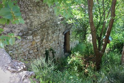 Plants and trees in park