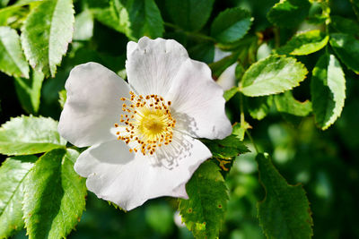 Close-up of white flowering plant