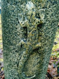 Close-up of bird in water