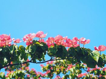 Close-up of pink flowers blooming against clear sky