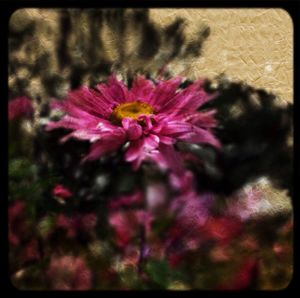 Close-up of pink flower blooming outdoors