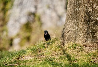 Bird perching on a tree