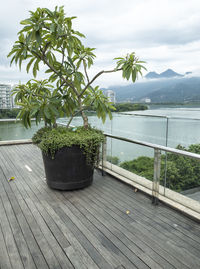 Potted plants by railing against sky