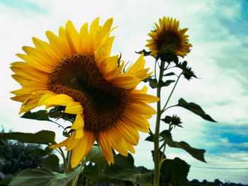 Close-up of sunflower against sky