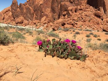 Flowers growing in desert against sky