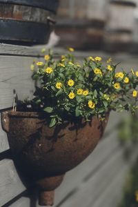 Close-up of yellow potted plant