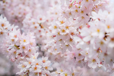 Close-up of fresh white flowers blooming on tree