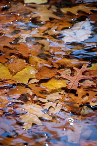 Leaves floating on water