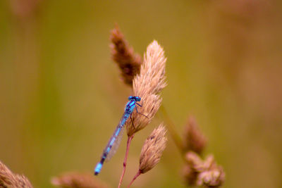 Close-up of insect on flower blue damselfly 